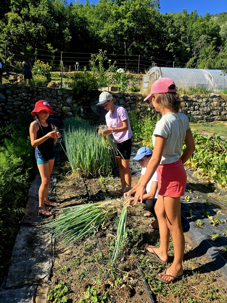 Des enfants récoltent et arrosent les légumes du potager