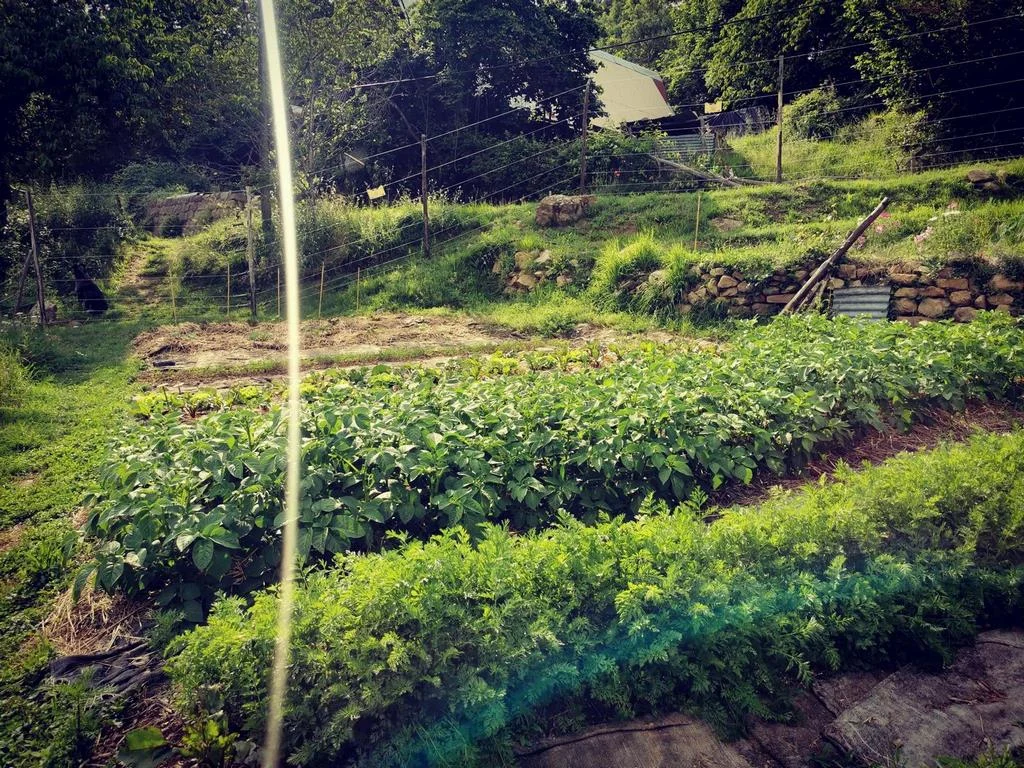 Les cultures du potager à Pélasque Supérieur